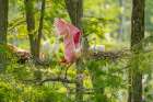 USA-Louisiana-Evangeline Parish Roseate spoonbill taking flight from rookery Art Print